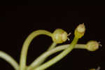 Carolina grasswort